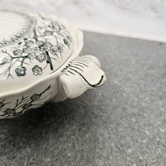 Legumiera inglese in...