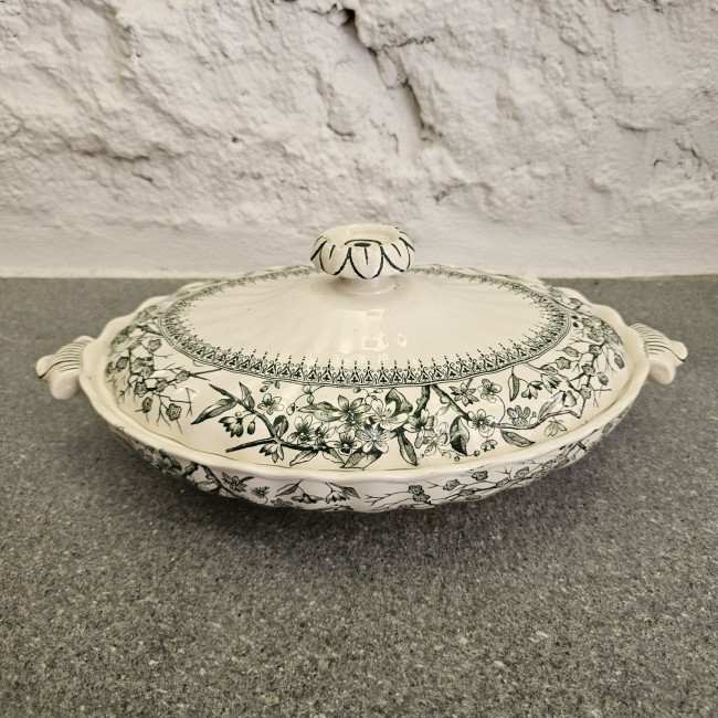 Legumiera inglese in...