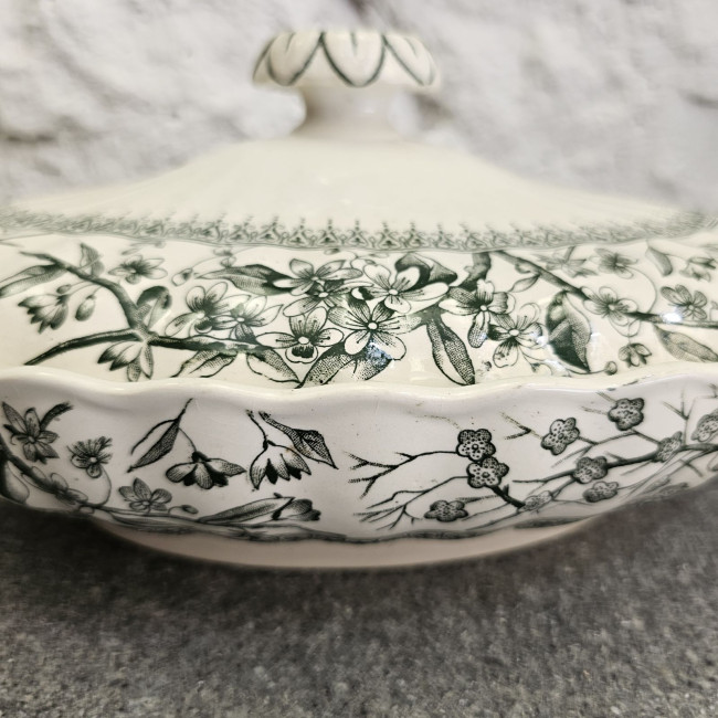 Legumiera inglese in...