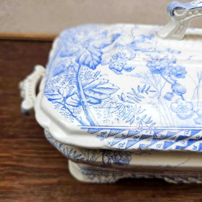 Legumiera inglese in...