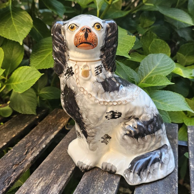 Cane Staffordshire in...