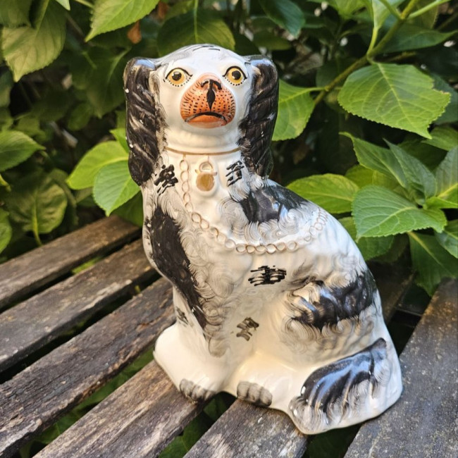 Cane Staffordshire in...